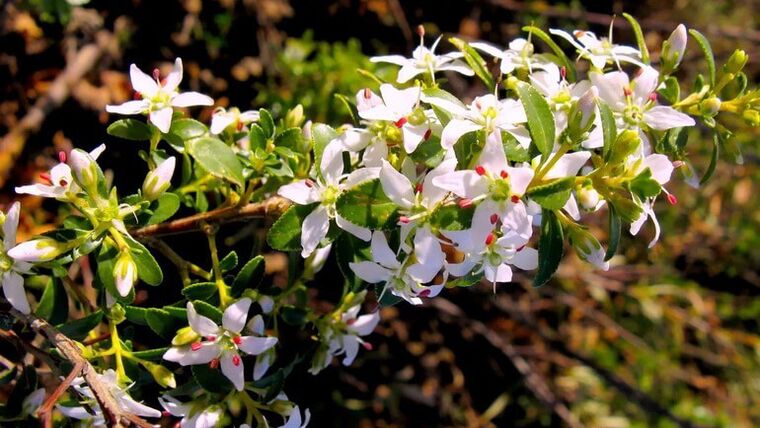 Foglie di Buch in cistolax